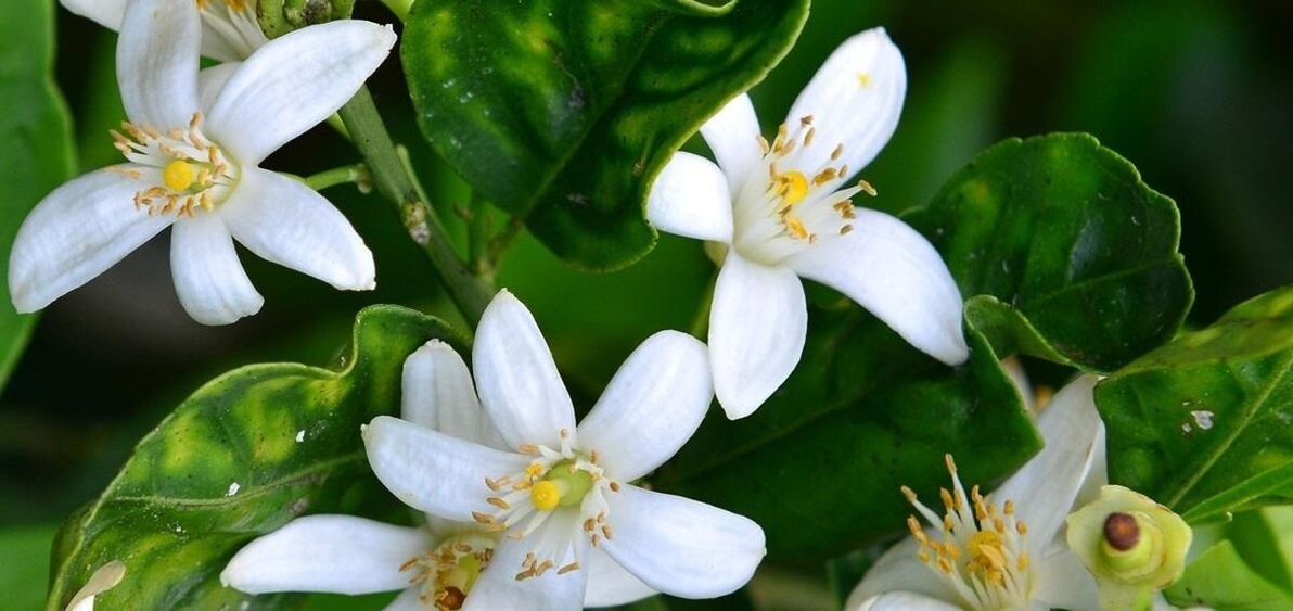 Neroli membantu menghilangkan urat laba-laba